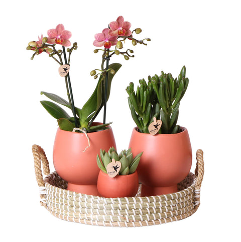 Kolibri Orchids  Kolibri Company | Gift Set Scandic Terracotta | Plantenset Met Oranje Phalaenopsis Orchidee En Succulenten Incl. Keramieken Sierpotten