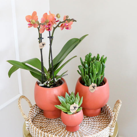 Kolibri Orchids  Kolibri Company | Gift Set Scandic Terracotta | Plantenset Met Oranje Phalaenopsis Orchidee En Succulenten Incl. Keramieken Sierpotten