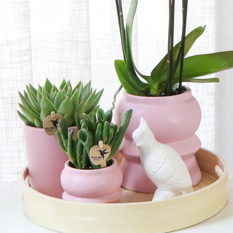 Kolibri Orchids  Kolibri Company | Gift Set Optimisme Pink| Plantenset Met Roze Phalaenopsis Orchidee En Succulenten Incl. Keramieken Sierpotten
